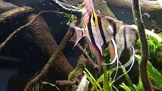 Pterophyllum Scalare Rio Nanay  wild [upl. by Olvan]