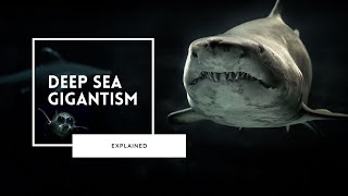 Deep Sea Gigantism Explained [upl. by Giustino948]