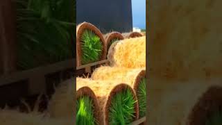 Transplanting with Paddy transplanter machine agriculture cover music youtubeshorts [upl. by Hawkie]