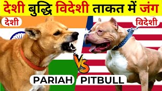 5 Indian Pariah Dog VS Pitbull Fight Comparison 2023  Indian Dog Breeds Vs Foreign Dog Breeds [upl. by Burhans]