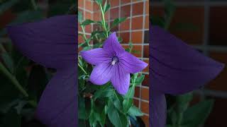 キキョウ アストラが開花した。 20240613 桔梗 ききょうは、夏もあけぼのの時間帯が美しい。Balloon flower Astra Blue Platycodon grandiflorus [upl. by Chung997]