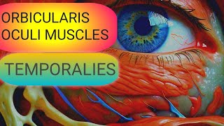 Understanding the Temporalies amp Orbicularis Oculi Muscles [upl. by Keram]