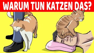 15 Seltsame Verhaltensweisen Von Katzen Endlich Erklärt [upl. by Lseil]