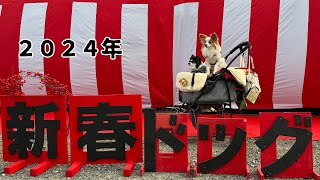 【犬イベント】新春ドッグ2024in鶴見緑地でパピヨンオフ会 スペシャルゲストも！ 元保護犬チワワとパピヨンのかほご犬s犬のいる暮らし [upl. by Kylander]