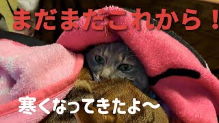 【まだ早いよ】猫ってやっぱり寒がりなんですこたつを出すと中で丸くなりました [upl. by Eleanore]