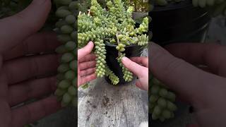 How To Propagate Succulent Leaves Sedum morganianum [upl. by Simaj]