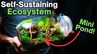 I Made a Self Sustaining Terrarium With a Mini Pond Here’s How [upl. by Tedda]