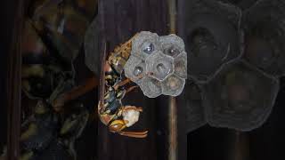 Paper Wasps Build Nest in Empty Bee Hive Queen Feeds Caterpillar to Workers [upl. by Broida631]