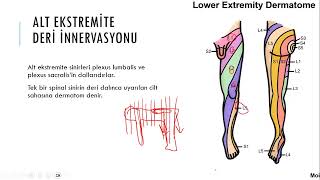 5Alt ekstremite anatomisi hemşirelik  ayay  ebelik 1 sınıf [upl. by Atelra]