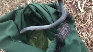 Red Bellied Black Snake Under a Boat [upl. by Egidius]