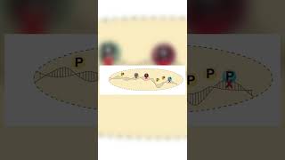 Chromatin Immunoprecipitation Assay ChIP [upl. by Shay93]