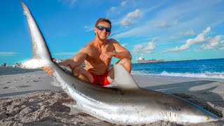 We ATE this Beach Shark Catch Clean Cook Blacktip Shark [upl. by Laufer293]