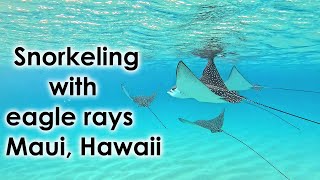 Magical experience swimming with 5 eagle rays at Napili Bay Maui Hawaii [upl. by Bonis]