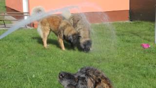 Leonberger Hunde quotvon Schloß Bärenburgquot [upl. by Yknarf690]