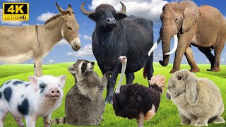 4K Wild Animal Sounds Donkey Buffalo Elephant Pig Rabbit  Incredible Animal Noises [upl. by Cestar]