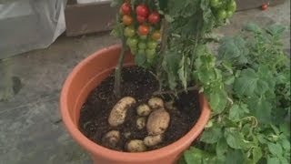 TomTato hybrid  tomato and potato hybrid plant launched [upl. by Llerrat]