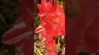 Gladioli Blooms flowers blooms prettyflowers smallyoutuber garden [upl. by Lohse]