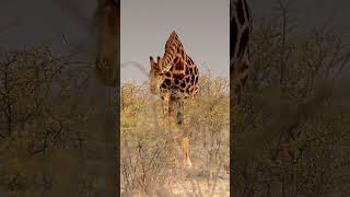 How do giraffes manage to eat plants with thorns [upl. by Los]