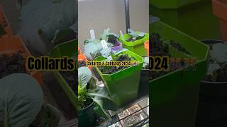 Collards and Cabbage 10192024🎉 collardsandcabbage2024 gardening growyourownfood [upl. by Shiekh]