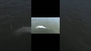 Paddlefish Snagging  Truman Lake [upl. by Allbee]