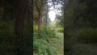 Om tryambakam yajamahe sugandhim pushtivardhanam song music nature mrityunjayamantra [upl. by Illac477]