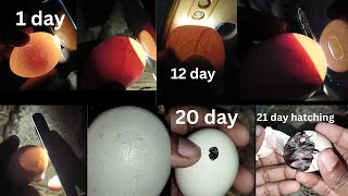 candling chicken eggs  egg checking with light 1 21 day [upl. by Aisatal]