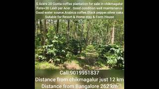 5 Acre 20 Gunta coffee plantation for sale in chikmagalurprice30 Lakh per acrecall me9019951837 [upl. by Limay754]