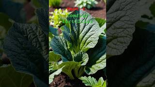 Comfrey Plant For Fertilizer Comfrey Tea For Plants🤑viralshort shorts gardening [upl. by Lantz848]