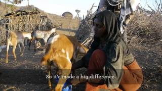 Restocking goat herds is breaking the poverty cycle in Magaale Afar region of Ethiopia [upl. by Eserehs]