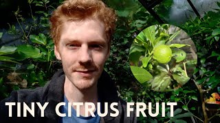 My quotnavelinaquot orange is fruiting  Grow your own UK [upl. by Yedrahs]