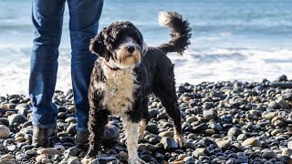 Getting to Know Portuguese Water Dogs The Perfect Pet for FirstTime Dog Owners [upl. by Annaillil935]