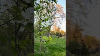 Amazing nature short videonature short video beautiful scene of nature video  shortsnature [upl. by Mickey]