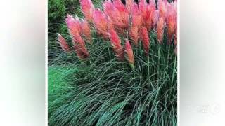 Cortaderia  garden plants [upl. by Zetnod]