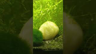 Ramshorn ve karidesler üreme zamanı geldi😁 kannada aquarium fish aquascape fishtank guppy [upl. by Bunnie]