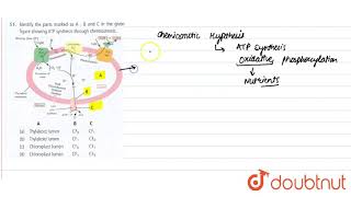 Identify the parts marked as AB and C in the given figure showing ATP synthesis thorugh chemios [upl. by Coumas]