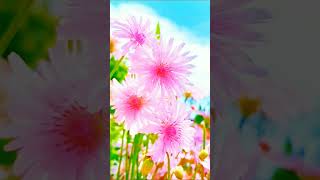 Botanical BlissFloralWondersNatureEscapeGardenDelightsColorfulBlooms bollywood song love [upl. by Jaffe]