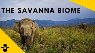 Savanna Grassland Biomes of the world [upl. by Faires]