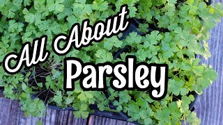 All About Parsley [upl. by Meghan]