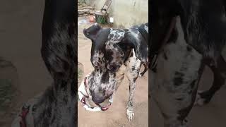 Apaviiii😆😆 doglover funny comedy [upl. by Nailuj]