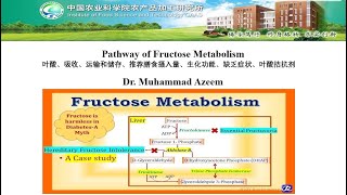 Pathway of Fructose Metabolism [upl. by Liddle]