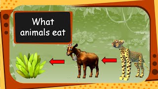 Science  What Animals Eat  Plant Flesh or Both For children  English [upl. by Bardo]