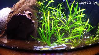 Mystery Snail Feeding Frenzy Time Lapse [upl. by Nomolos836]