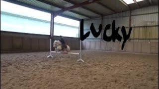 Mit LUCKY in der HALLE HeyHorse [upl. by Angus]