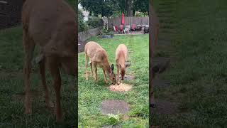 9724 Baby doe and brother young buck enjoy early dinner 🦌 [upl. by Kahle256]