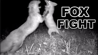 Fox Fight  Caught on Trail Camera [upl. by Hoeve]