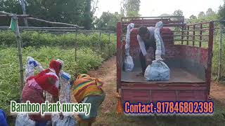 250 Bambusa tulda plant packing in plastic bag for send to Andhra Pradesh by train [upl. by Nomi51]