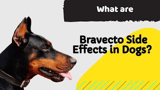 What are Bravecto Side Effects in Dogs a MUST KNOW Information for Dog Owners [upl. by Parrott]