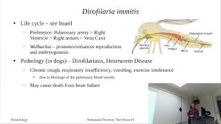 Onchocerciasis and Dirofilaria immitis [upl. by Ahtebat]