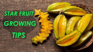 Star Fruit Growing TIps [upl. by Kirbie]