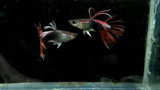 Guppy Crowntail HB Red  Crowntail Guppies [upl. by Pfeifer642]